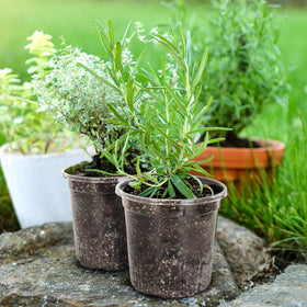 Bluepro reusable plastic pot offers durability for multiple propagation seasons