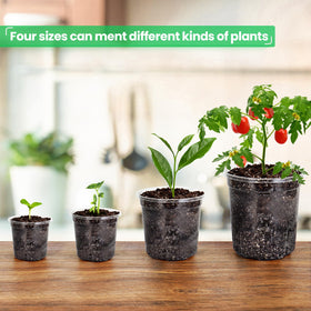 Bluepro root-observation pot highlights clear walls for quick root health checks.