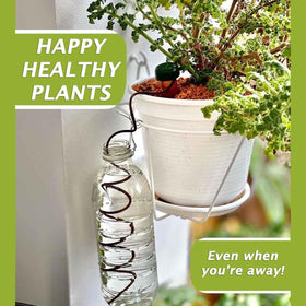 Blumat stakes maintain soil moisture for healthy growth.