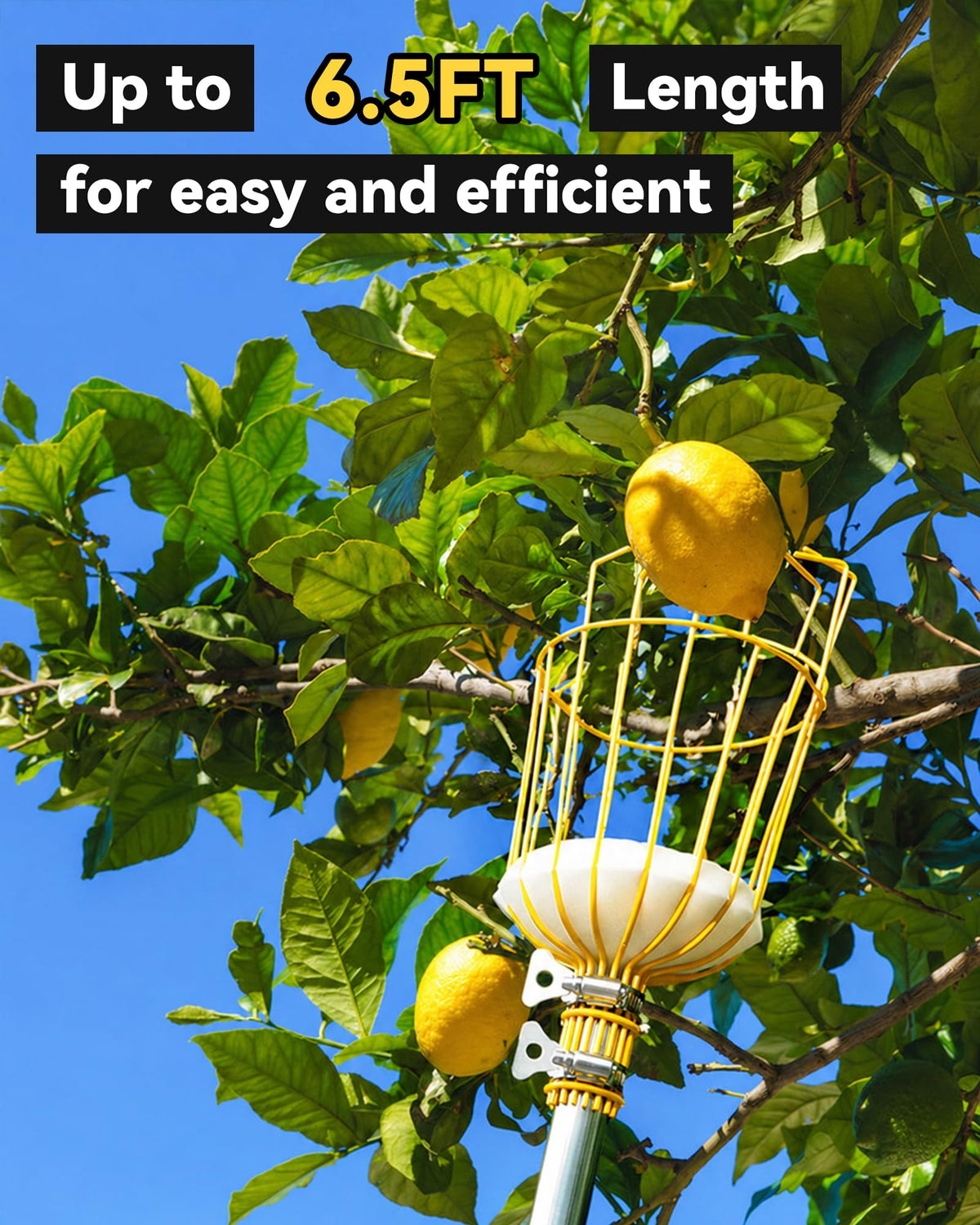 BlumeTrec fruit picker with foam pad protecting fruit on landing