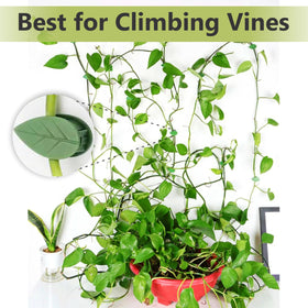 Blush Ease bendable pole inserted in soil guiding stem growth with adjustable form