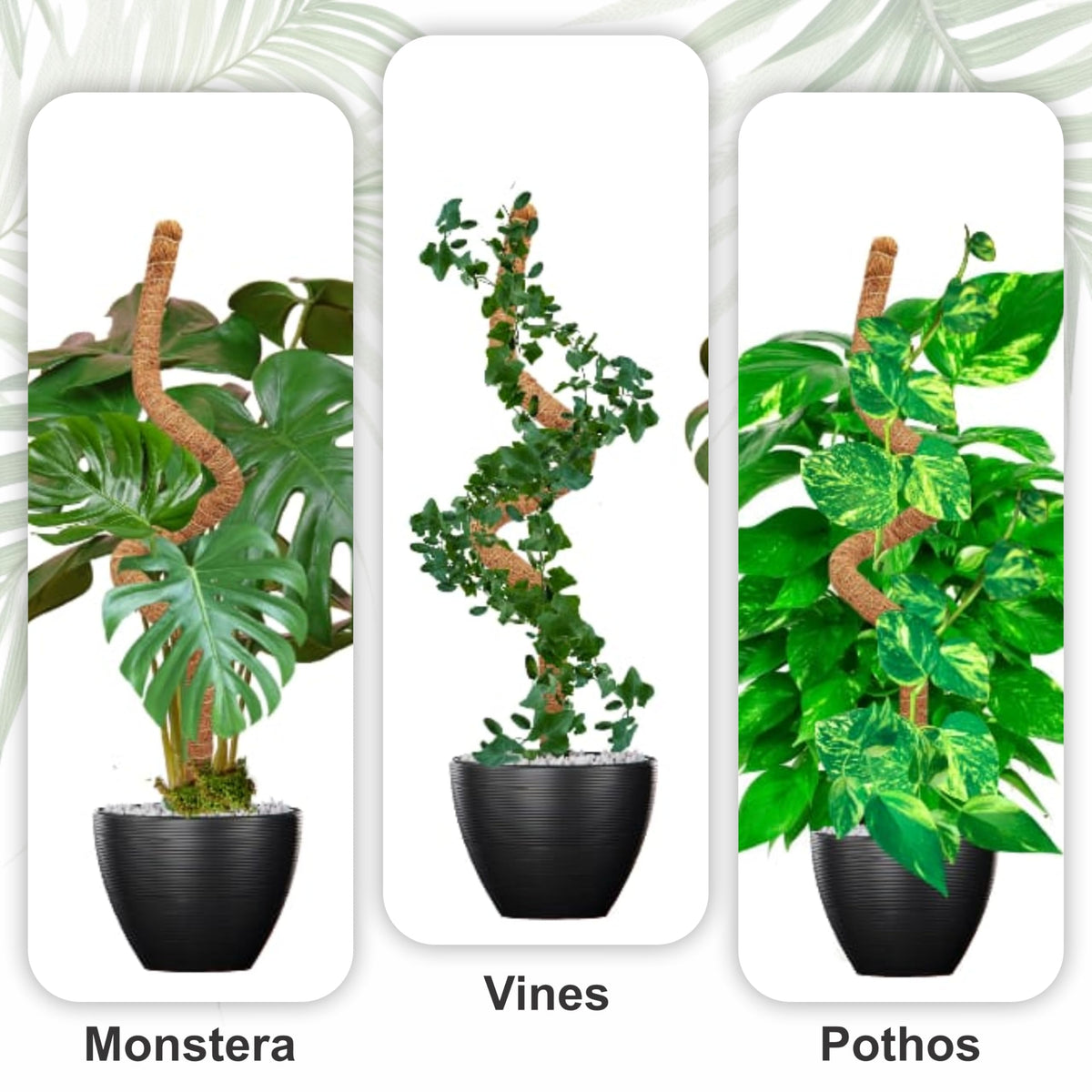 Blush Ease monstera climbing support in pot guiding vines toward light