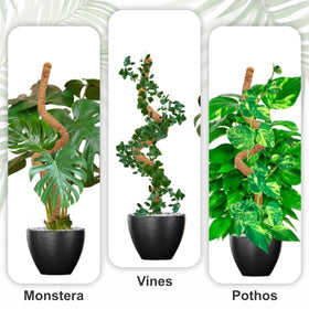Blush Ease monstera climbing support in pot guiding vines toward light