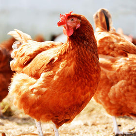 Boao chicken wearing blinds for gentle eye protection.