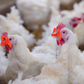 Boao packaging shows 1 tool and 60 pinless peepers for poultry care.
