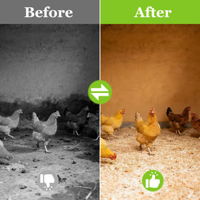 BobbleT suitable for coops, brooders, nesting boxes, and small animals