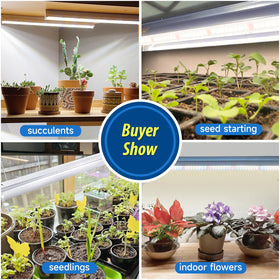 Bokeedo seed starting setup with full spectrum light for sprouts