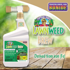 Chickweed and clover turn brown after treatment with Captain Jack's Brew.