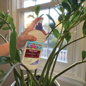 Aphids on leaves treated with Neem Max for home gardens.