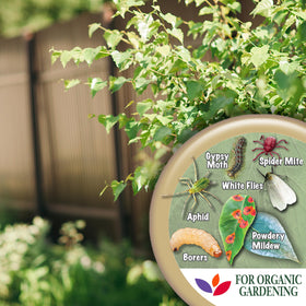 Ornamentals benefited by Neem Max maintaining vibrant, disease-resistant foliage.