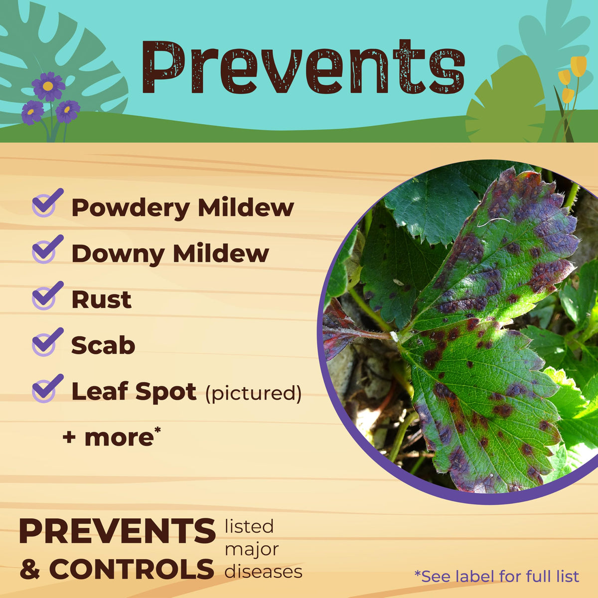 Bonide Captain Jack's Neem Oil spray on roses protects against common pests.