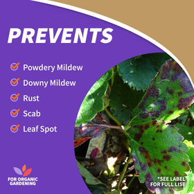 NeemMax used on vegetables and herbs to reduce insect damage.