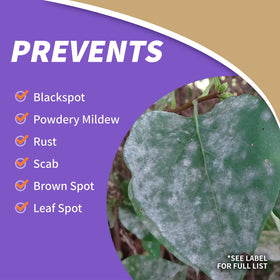 Bonide Captain Jack's ready-to-use nozzle sprays undersides of leaves for thorough protection
