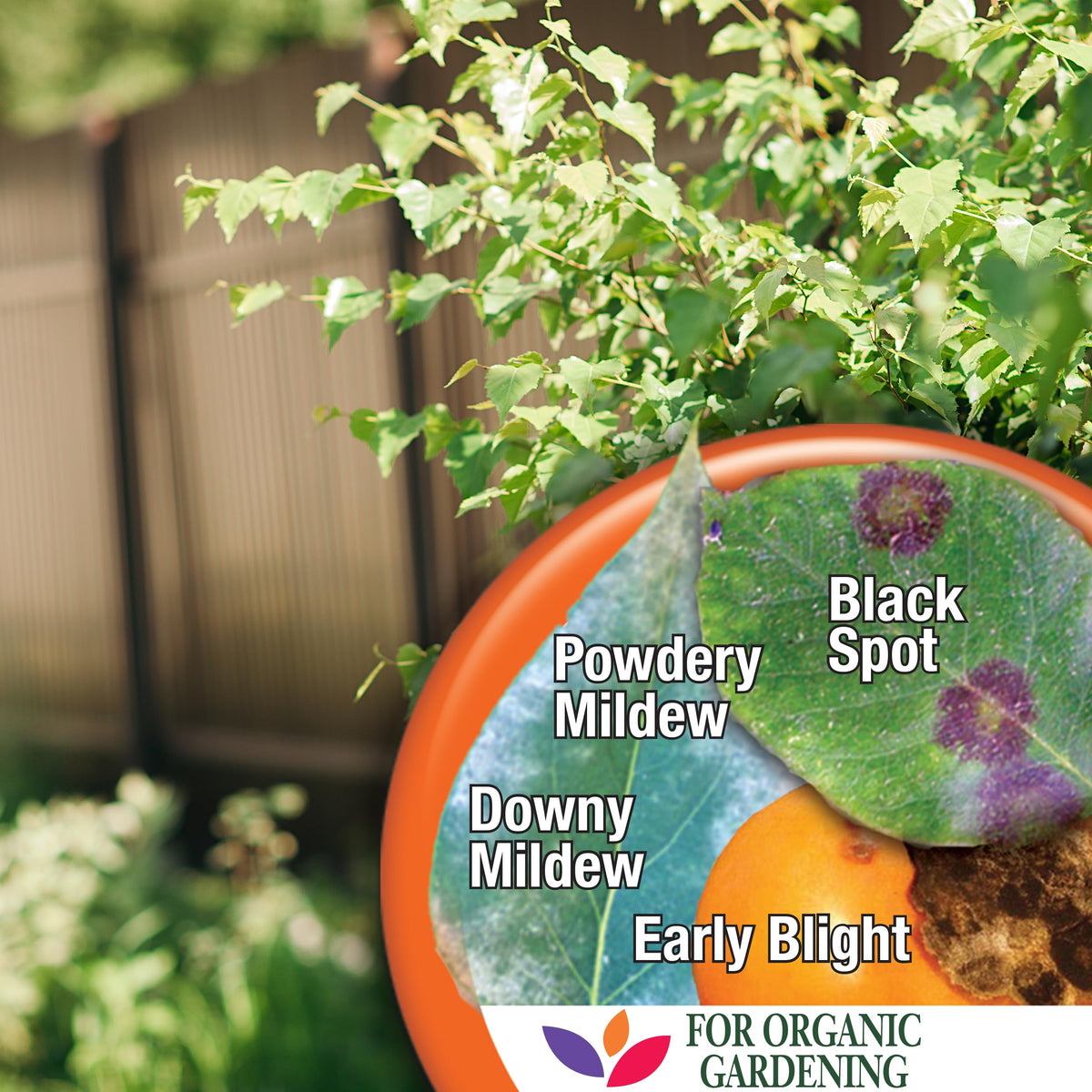 Bonide copper fungicide for roses and ornamentals in home gardens.