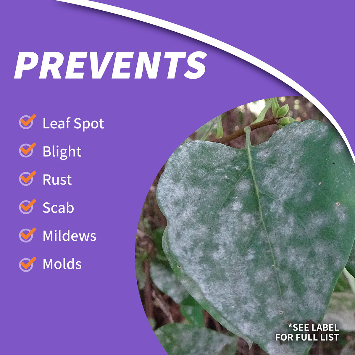 Bonide Fung-onil protects foliage from leaf spot and powdery mildew.
