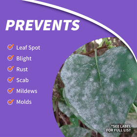 Bonide Fung-onil protects foliage from leaf spot and powdery mildew.