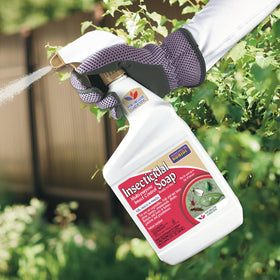 Bonide Insecticidal Soap on berries for pest prevention