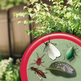 Bonide Insecticidal Soap packaging with label and safe-use directions