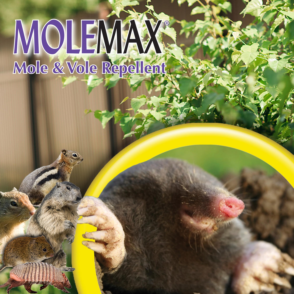 Bonide MOLEMAX is people and pet safe when used as directed.