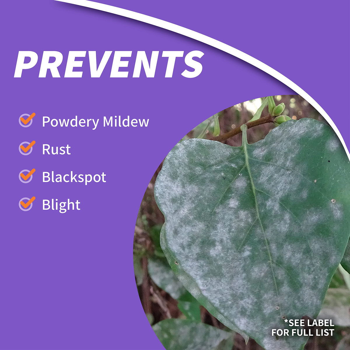 Healthy rose shrub after treatment shows vibrant foliage with Rose Shield Drench