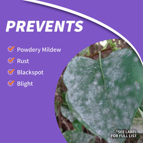 Healthy rose shrub after treatment shows vibrant foliage with Rose Shield Drench
