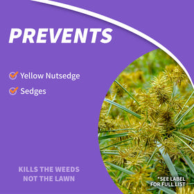 Bonide Sedge Ender concentrate bottle highlights economical dilution for large lawn areas.