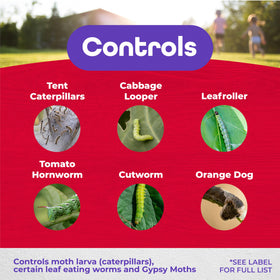 Spray application of Bonide Thuricide on affected plants to reduce caterpillar damage