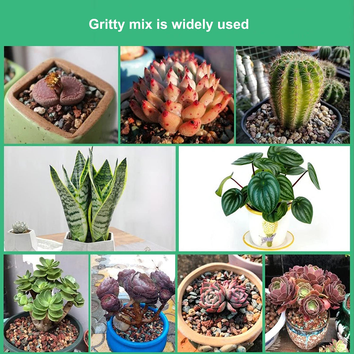 Boniosz terrarium-friendly mix ideal for terrariums and fairy gardens