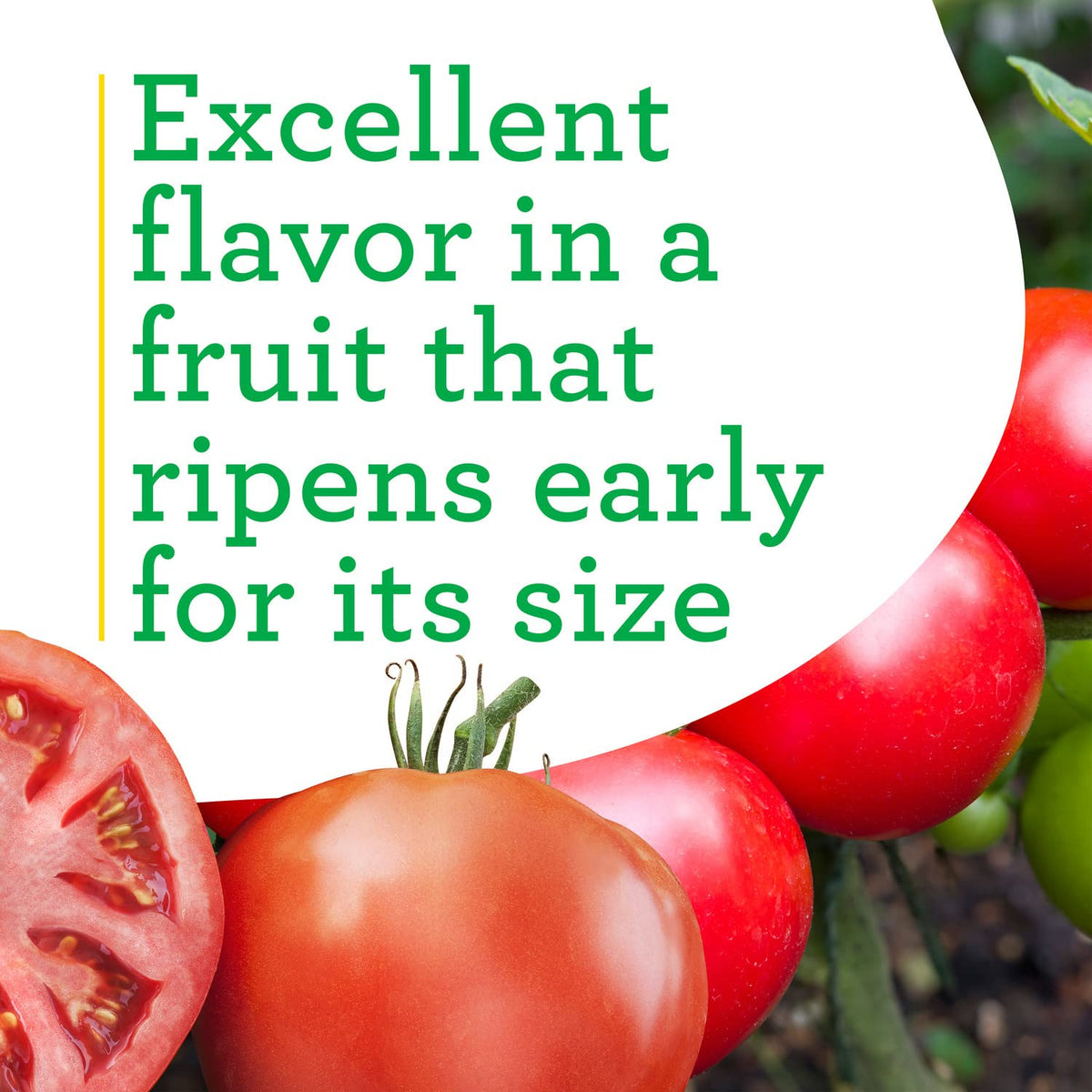 Bonnie Plants Big Beef Tomato disease-resistance label signals durable garden fruit
