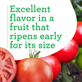 Bonnie Plants Big Beef Tomato disease-resistance label signals durable garden fruit