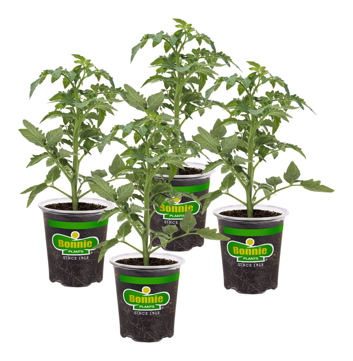 Bonnie Plants Big Beef Tomato early-fruiting vines for fresh slices