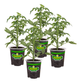 Bonnie Plants Big Beef Tomato early-fruiting vines for fresh slices