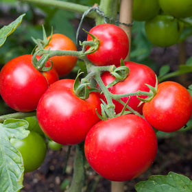 Bonnie Plants Big Beef Tomato indeterminate-stem grows tall with season-long fruit