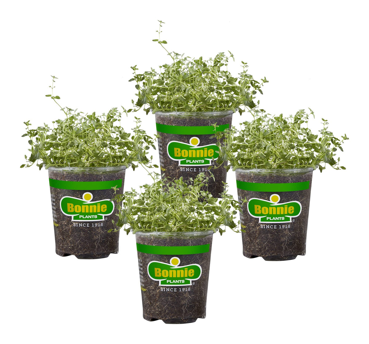 Bonnie Plants English Thyme leaves close-up for fresh cooking aroma