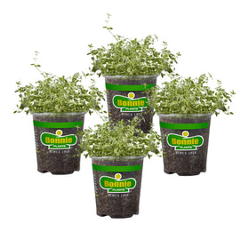 Bonnie Plants English Thyme leaves close-up for fresh cooking aroma