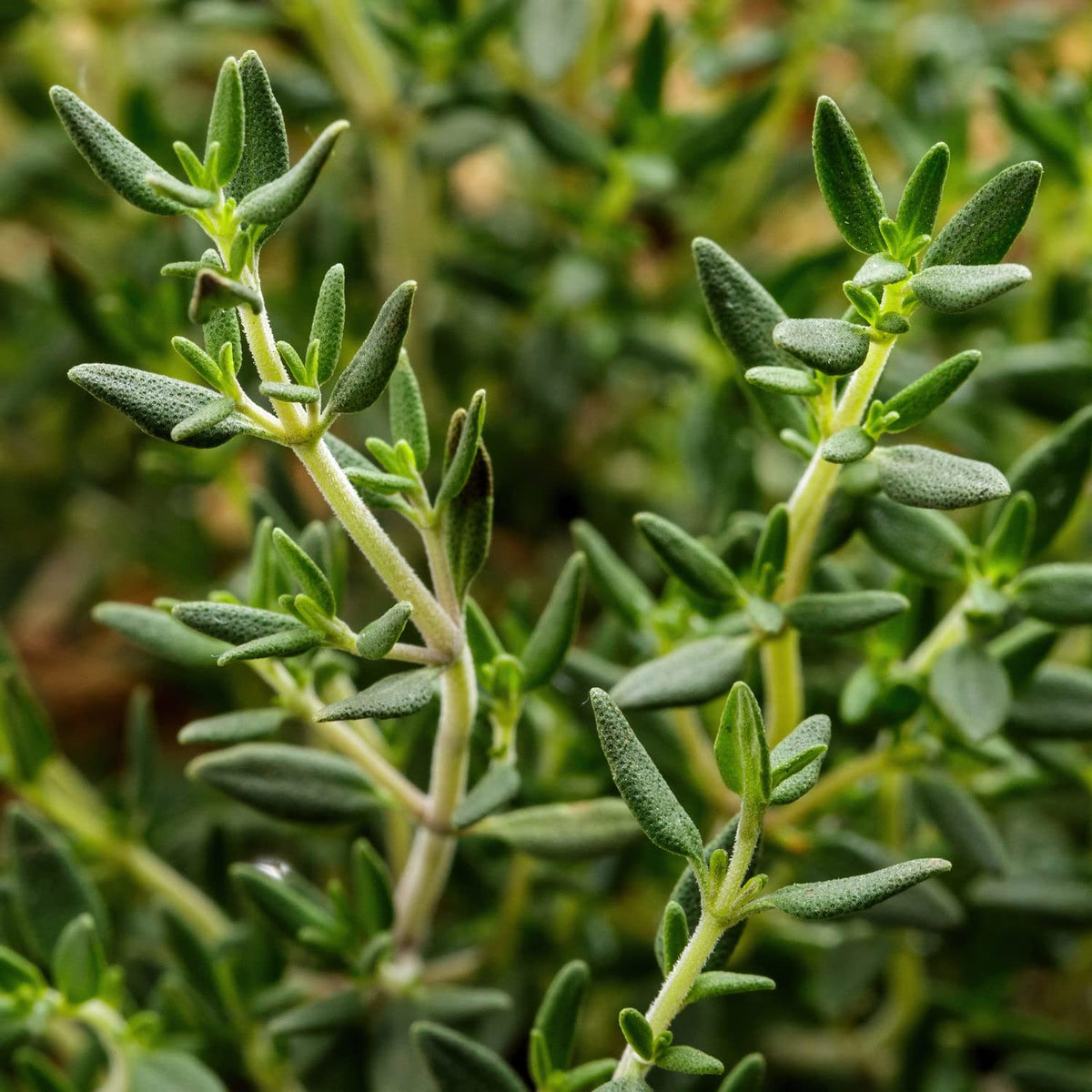 Bonnie Plants English Thyme in a potted herb garden setup