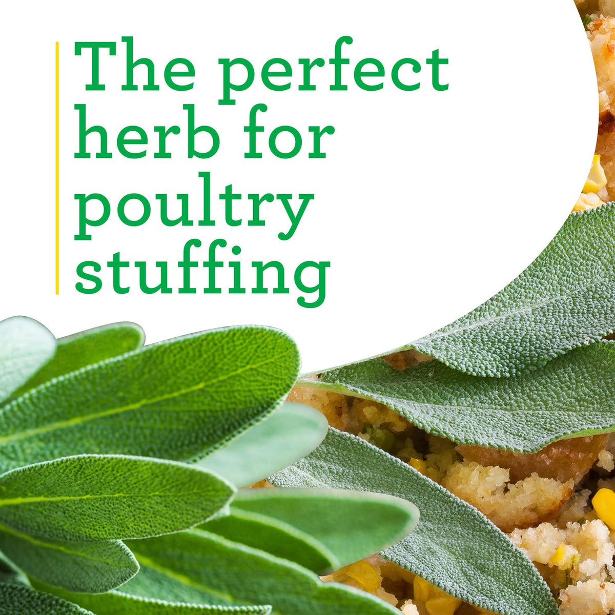 Bonnie Plants Garden Sage blue blooms add color and fragrance