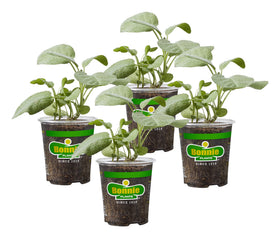 Bonnie Plants Garden Sage live herb plant 4 pack ready for harvest