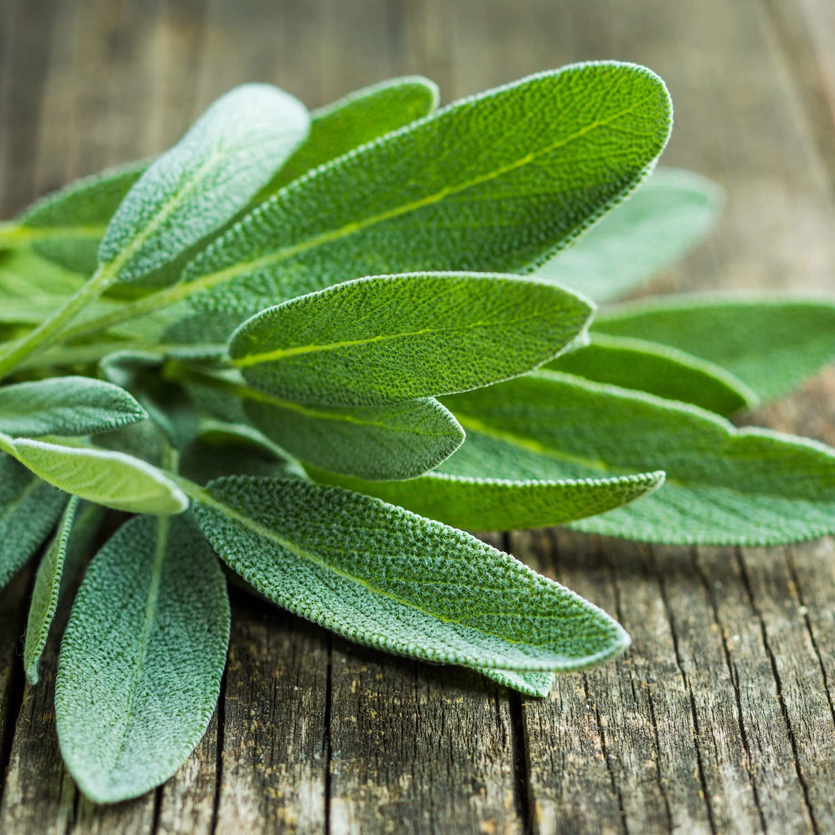 Close up of Bonnie Plants Garden Sage velvety gray green foliage