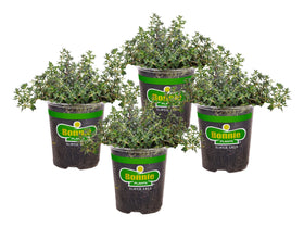 Bonnie Plants German Thyme 4-pack ready for garden or pots, fragrant leaves.