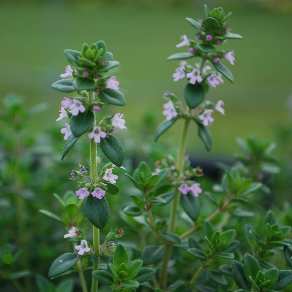 Close-up of Bonnie Plants German Thyme leaves showing tiny aromatic foliage.