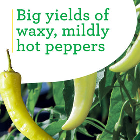Bonnie Plants Hot Banana Pepper fruit maturing to red great for roasting.