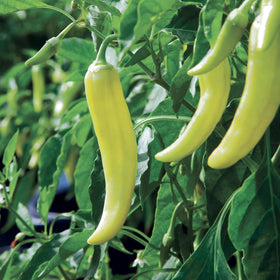 Bonnie Plants Hot Banana Pepper fruit at yellow stage ideal for fresh eating.