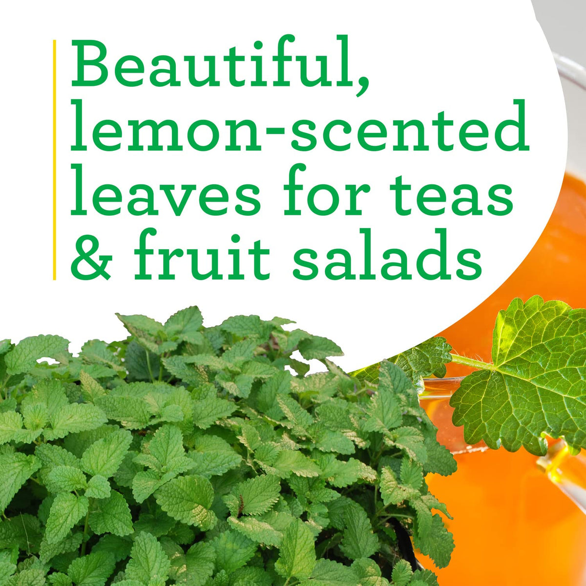 Bonnie Plants Lemon Balm in a container, perfect for small-space gardening.