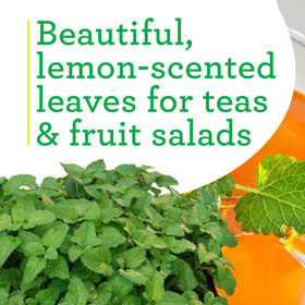 Bonnie Plants Lemon Balm in a container, perfect for small-space gardening.