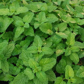 Bonnie Plants Lemon Balm in a garden bed, ideal for herb borders.