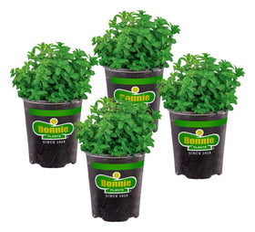 Bonnie Plants Lemon Balm leaf close-up, highlighting lemon fragrance for fresh cooking.