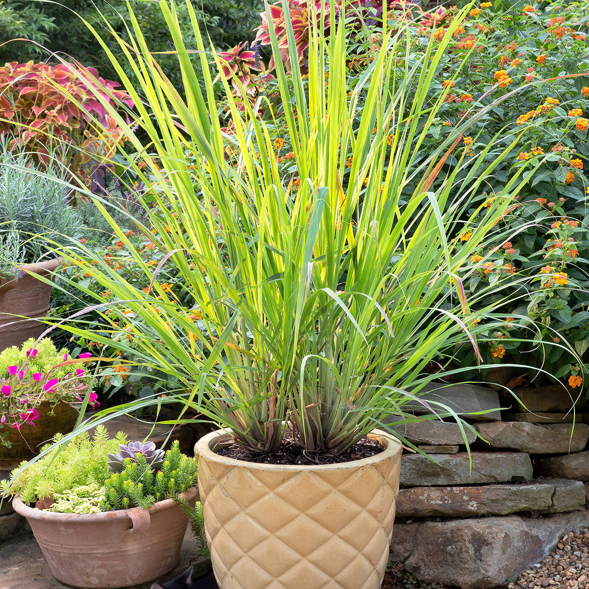 Bonnie Plants lemongrass grows tall, bringing vertical interest to sunny borders.