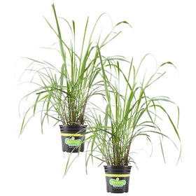 Bonnie Plants lemongrass live plant 1 gal two-pack thrives in sunny container gardens.