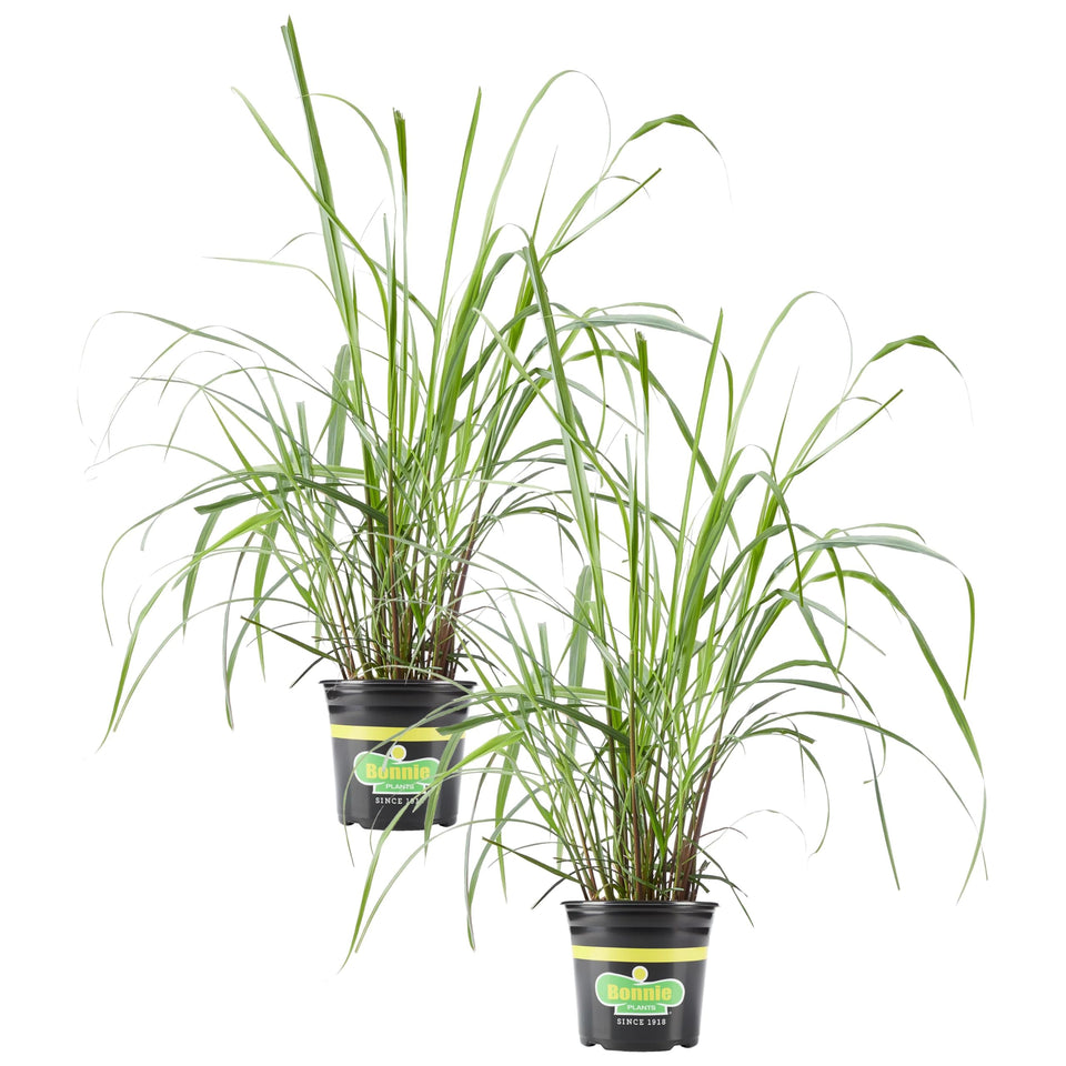 Bonnie Plants lemongrass live plant 1 gal two-pack thrives in sunny container gardens.